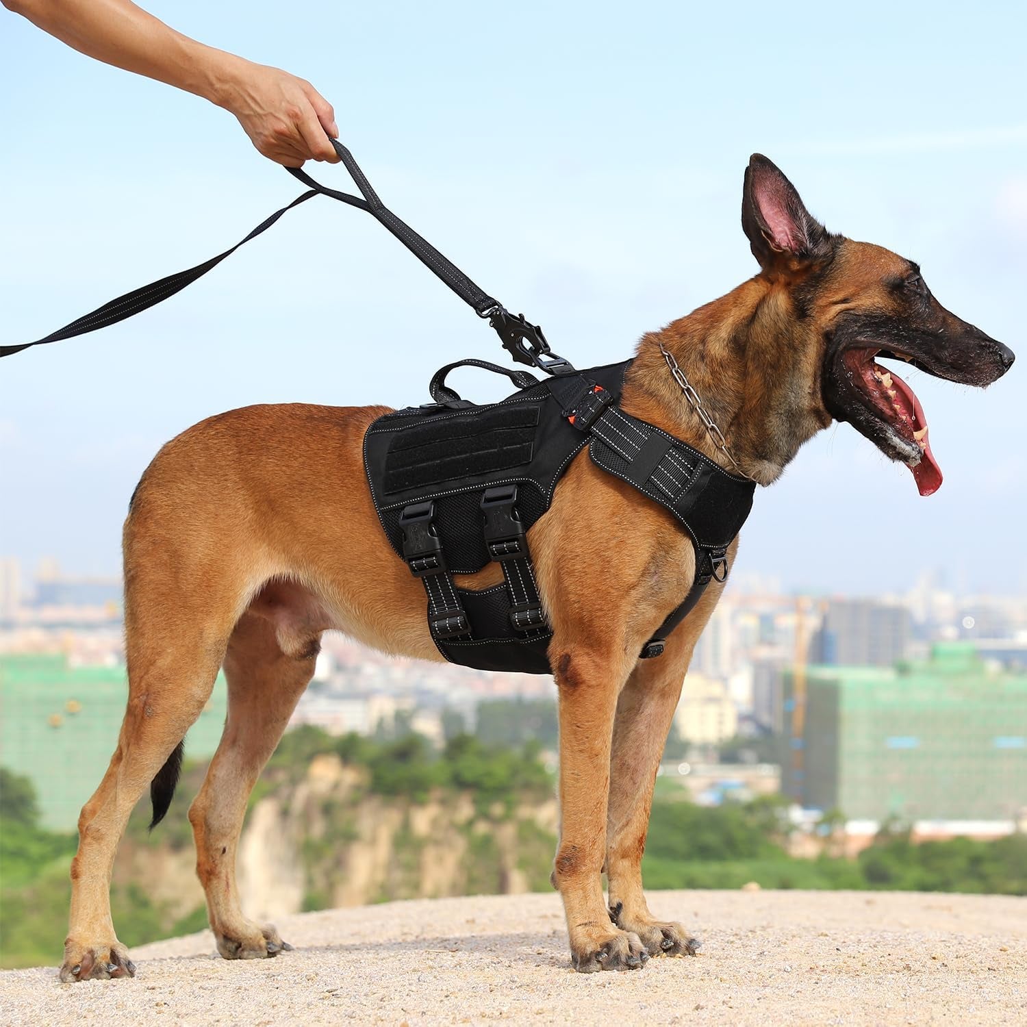 Relfective Dog Leash for Medium Large Dogs,No-Bungee Design,6Ft | with Padded Handle,Quick-Release Metal Clasp ,6Ft Length for Medium Large Dogs,Black
